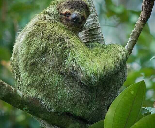 sloth watching tour